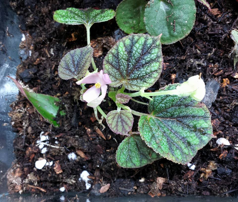 B. picta
